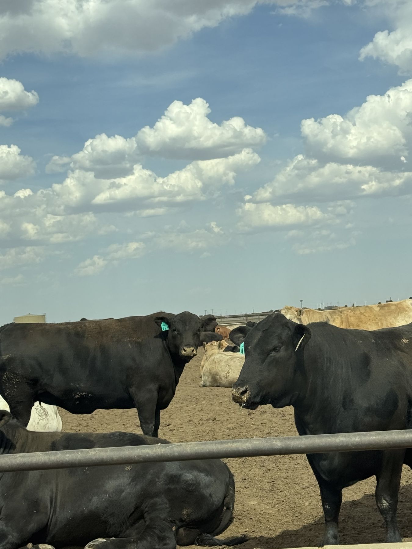 Gado Angus num confinamento do Panhandle