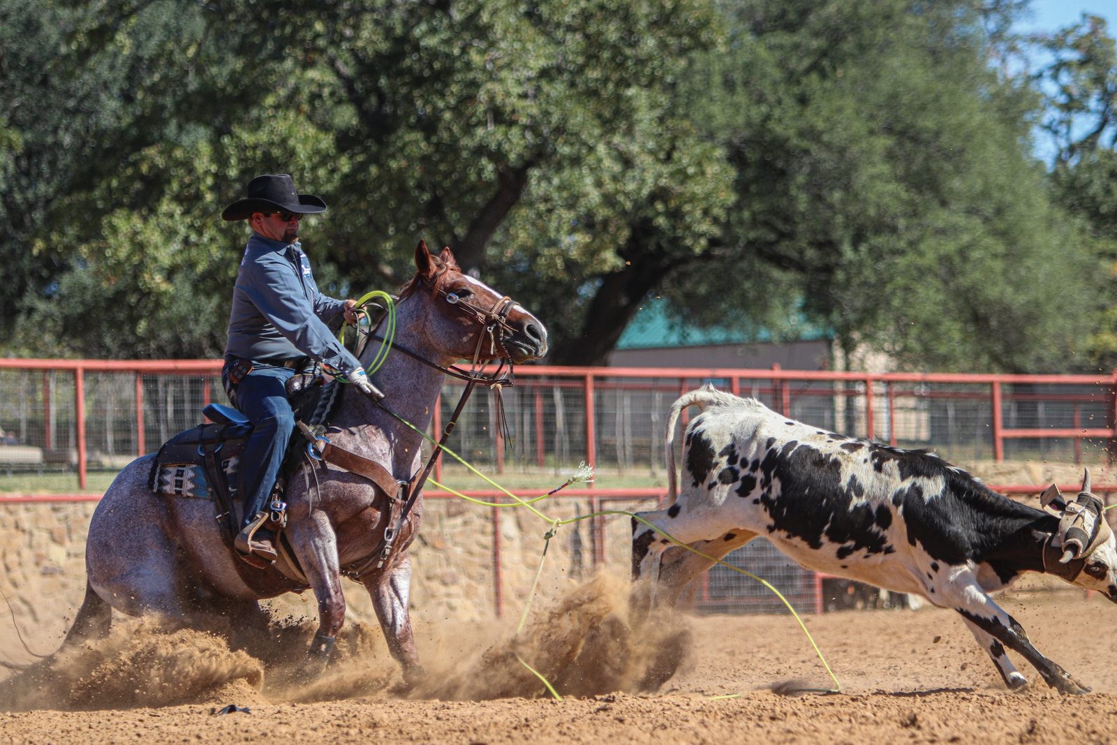 Cavaleiro laçando um novilho numa prova de team roping
