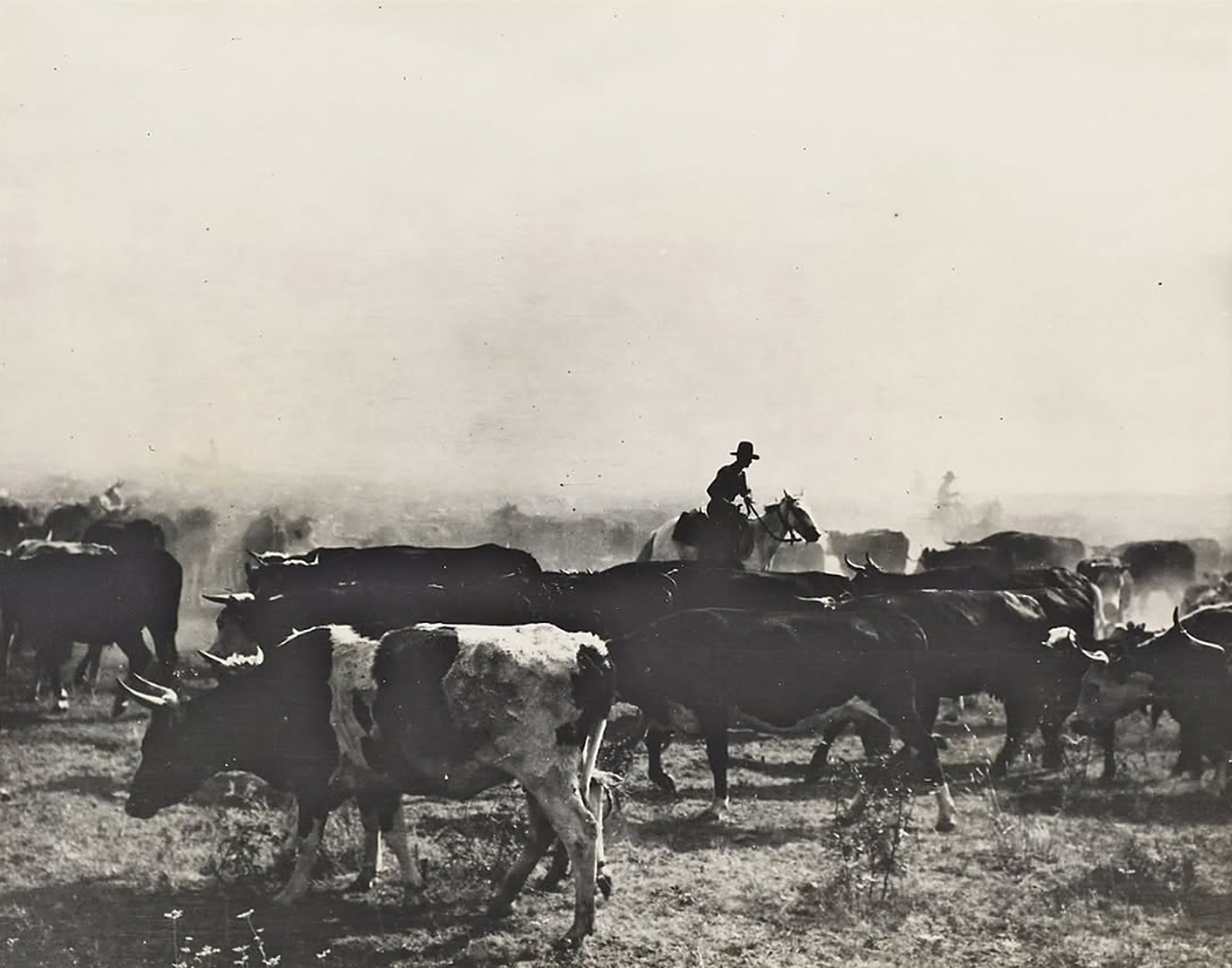 Cowboy tocando uma boiada no Texas, em foto histórica em preto e branco